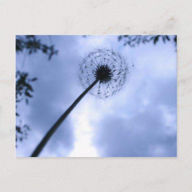 Makin' Wishes Postcard (Front)