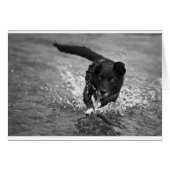 making a splash (Front Horizontal)