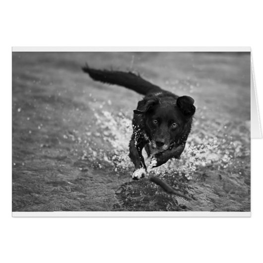 making a splash (Front Horizontal)