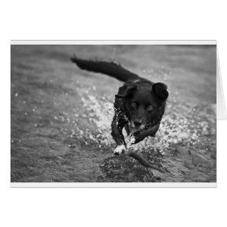 making a splash cards