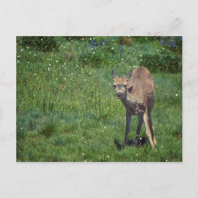 Making Face Postcard (Front)