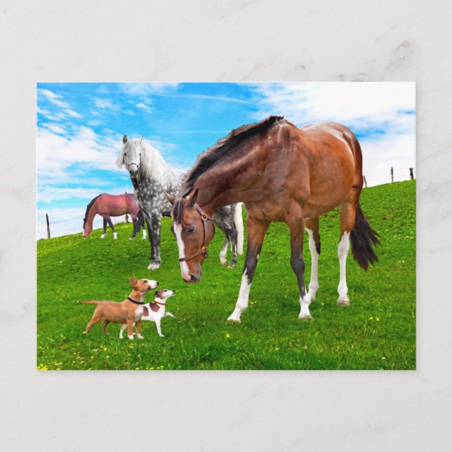 "Making Friends"  Postcard (Front)