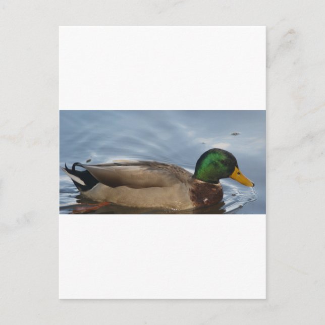 Mal III Postcard (Front)