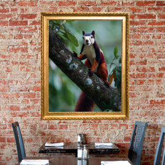 Malabar giant squirrel poster
