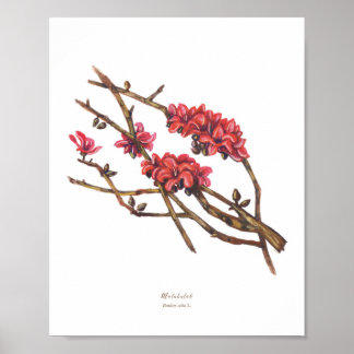 Malabulak (Bombax ceiba) Philippine Forest Blooms Poster