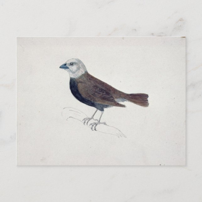 Malacca Crossbeak Postcard (Front)