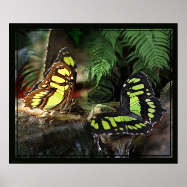 Malachite Butterflies 1 Print -24x20 -or smaller (Front)