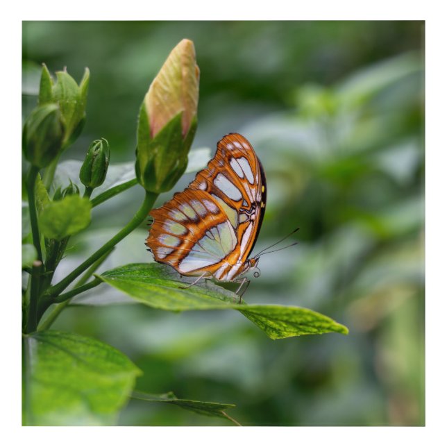 Malachite butterfly  acrylic print (Front)