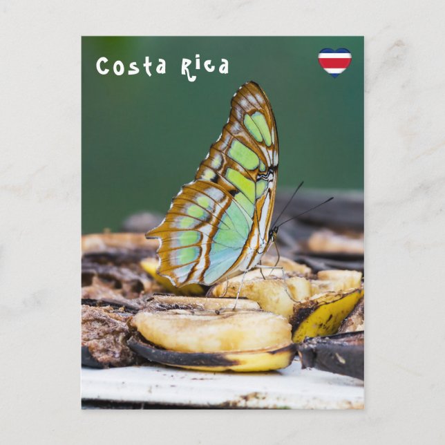 Malachite butterfly - Costa Rica Postcard (Front)