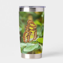 Malachite Butterfly in a Green Forest
