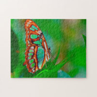 Malachite Butterfly.