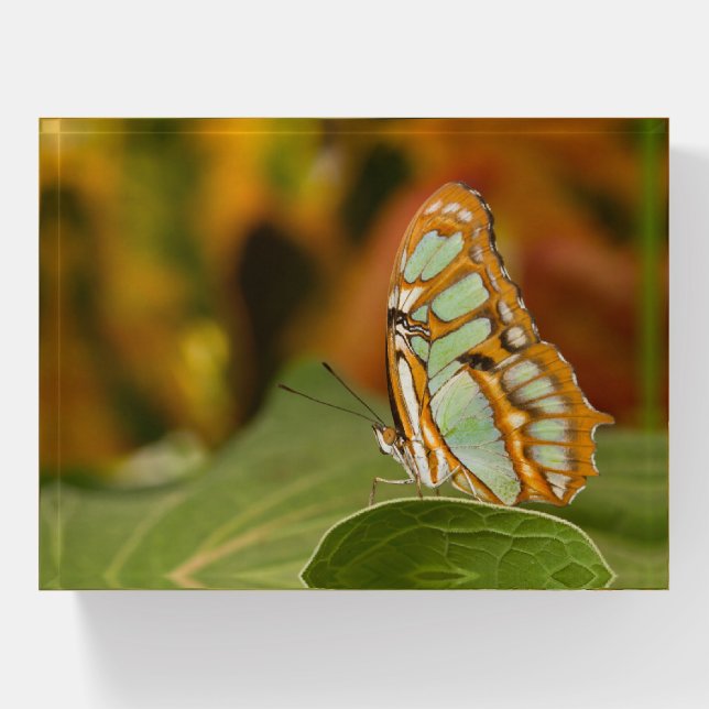 Malachite Butterfly  on a leaf  Paperweight (Front)