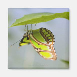Malachite butterfly on leaf magnet