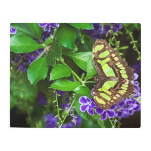 Malachite butterfly on purple flower metal print
