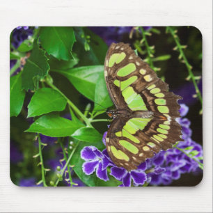 Malachite butterfly on purple flower mouse pad