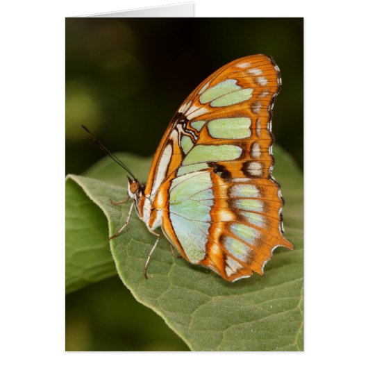 Malachite butterfly perched on a leaf cards (Front)