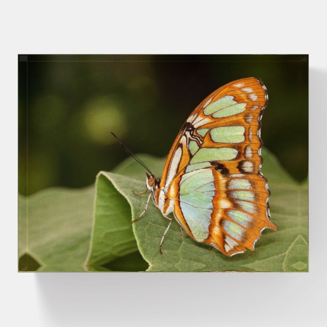 Malachite butterfly perched on a leaf paperweight (Front)