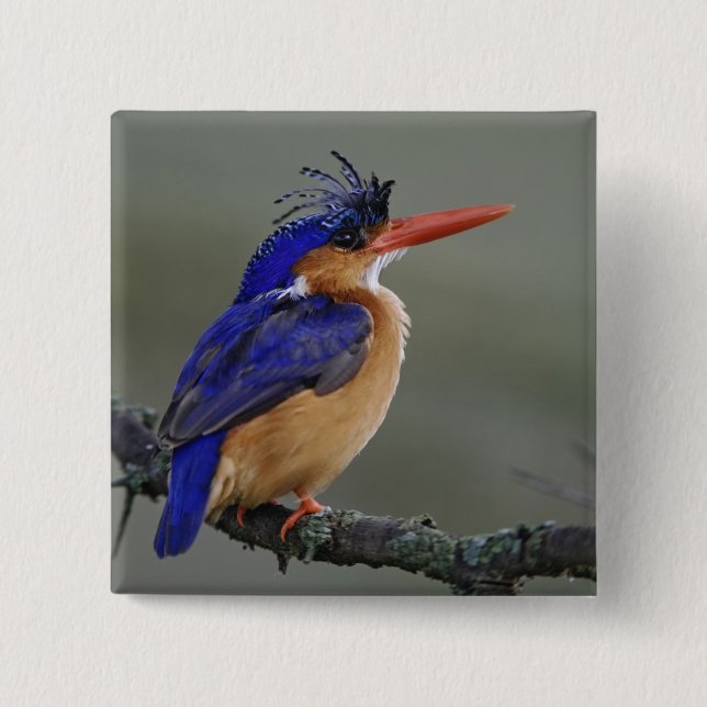 Malachite Kingfisher, Alcedo cristata, Lake Button (Front)