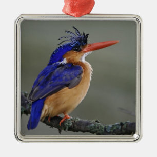 Malachite Kingfisher, Alcedo cristata, Lake Metal Ornament