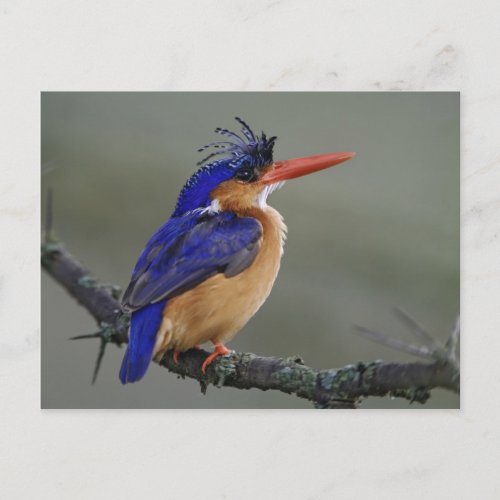 Malachite Kingfisher Alcedo cristata Lake Postcard