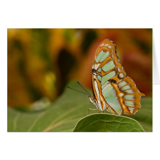 Malachite on a leaf cards (Front Horizontal)