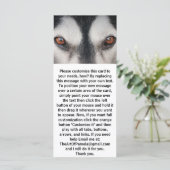 Malamute Dog Brown Eyes (Standing Front)