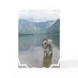 Malamute Dog Greeting Card
