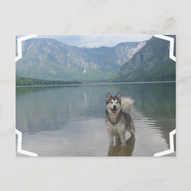Malamute Dog Postcard (Front)