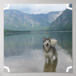 Malamute Dog Poster Print