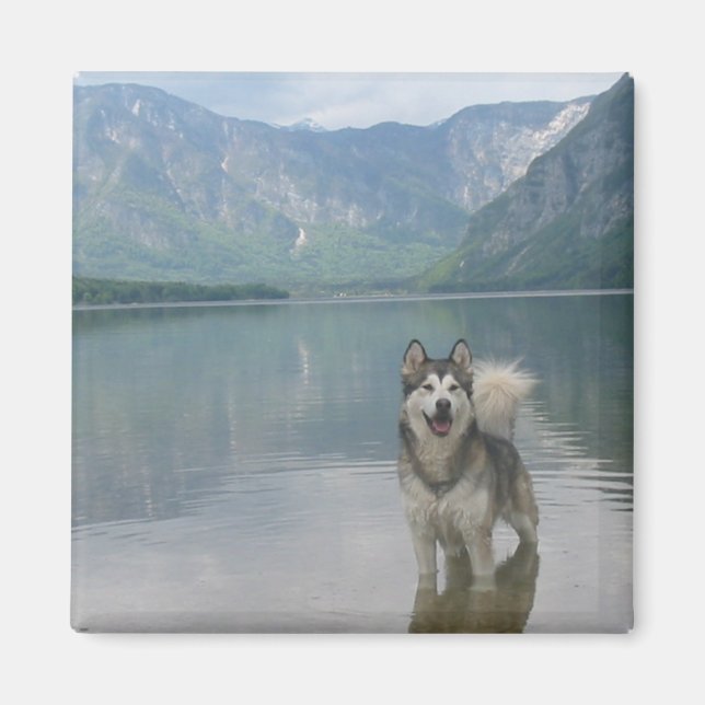 Malamute Dog Square Magnet (Front)