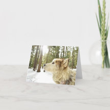Malamute in Snowy Woods