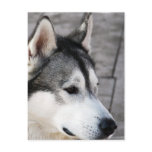 Malamute Photo Postcard