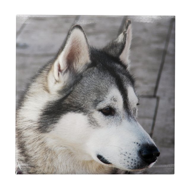 Malamute Photo Tile (Front)