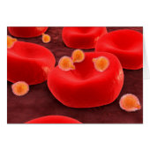 Malaria Parasites Within Red Blood Cells (Front Horizontal)