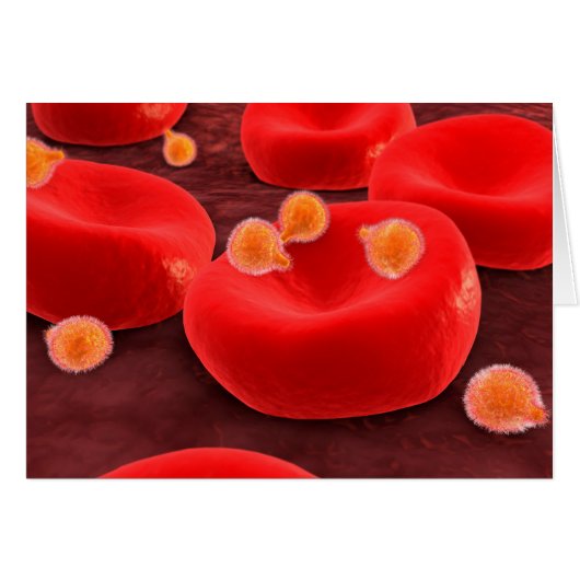 Malaria Parasites Within Red Blood Cells (Front Horizontal)