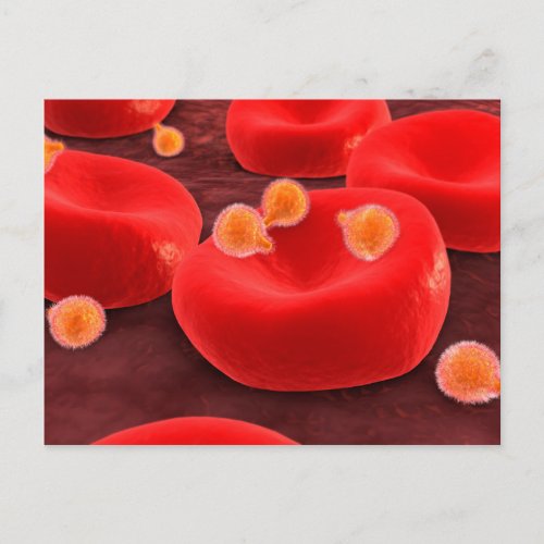 Malaria Parasites Within Red Blood Cells Postcard