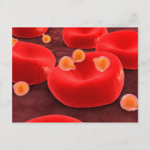 Malaria Parasites Within Red Blood Cells Postcard