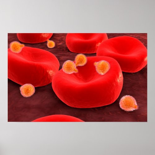 Malaria Parasites Within Red Blood Cells Poster