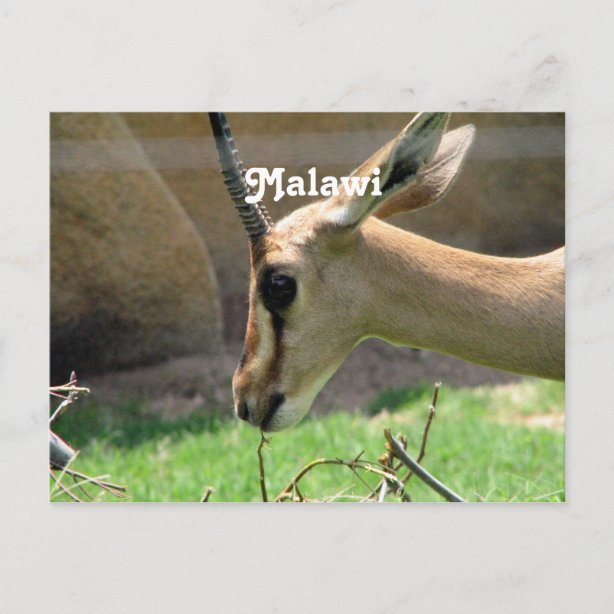 Personalized Gazelle Gifts on Zazzle
