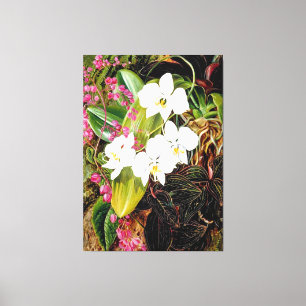 Malayan Moth Orchid and an American Climber Canvas Print