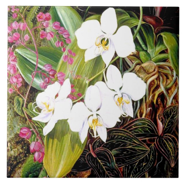 Malayan Moth Orchid and an American Climber Cerami Ceramic Tile (Front)