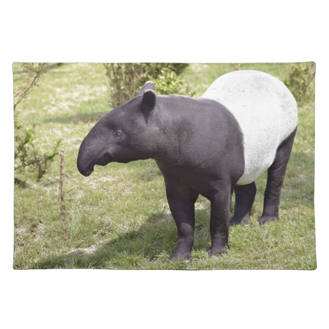 Malayan tapir on grass cloth placemat (Front)