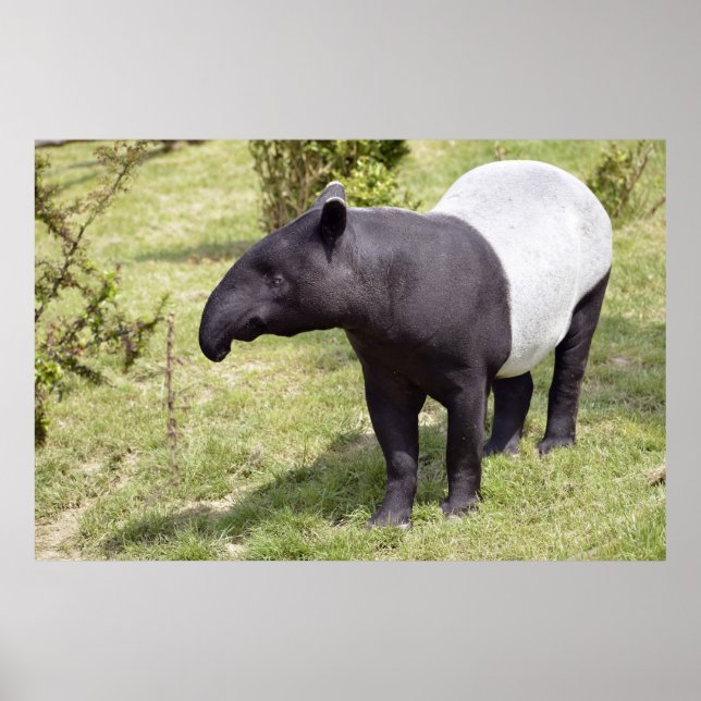Malayan tapir on grass poster (Front)