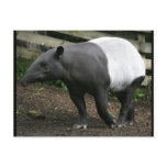 Malayan Tapir Postcard