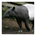 Malayan Tapir Poster