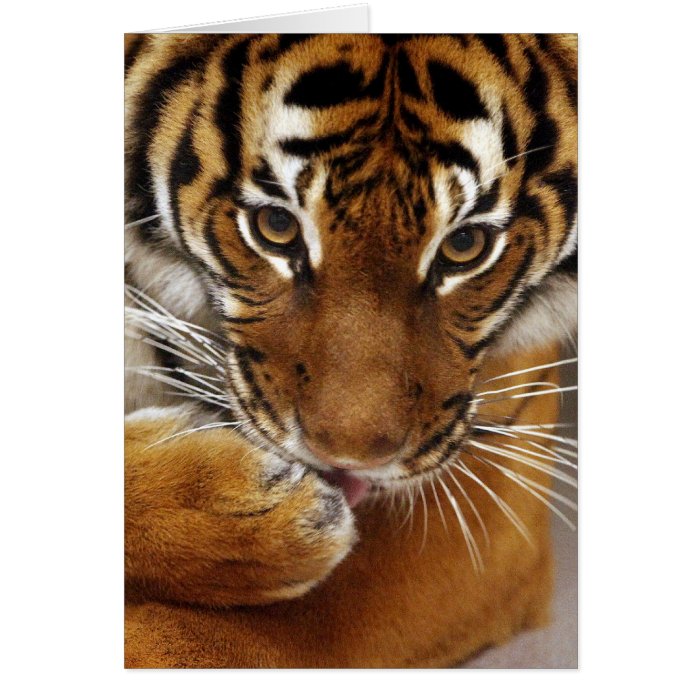 Malayan Tiger #1 card