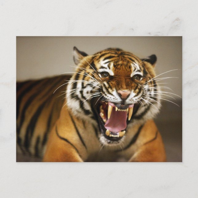 Malayan Tiger #2 postcard (Front)