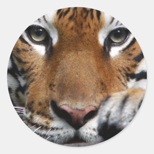 Malayan Tiger #3 sticker