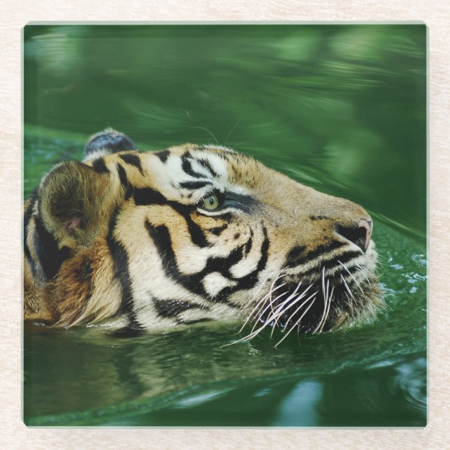 Malayan Tiger Face Swimming Glass Coaster (Front)