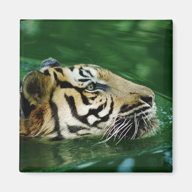 Malayan Tiger Swimming Headshot Magnet (Front)